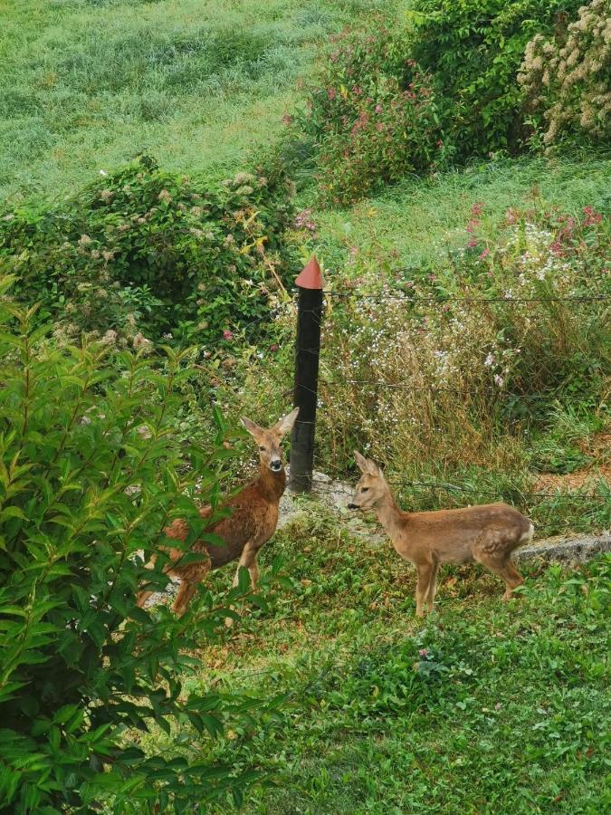 Ferienwohnung Im Nationalpark Gesaeuse Hieflau 外观 照片